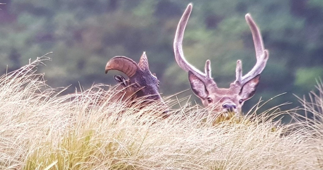 bull tahr and stag