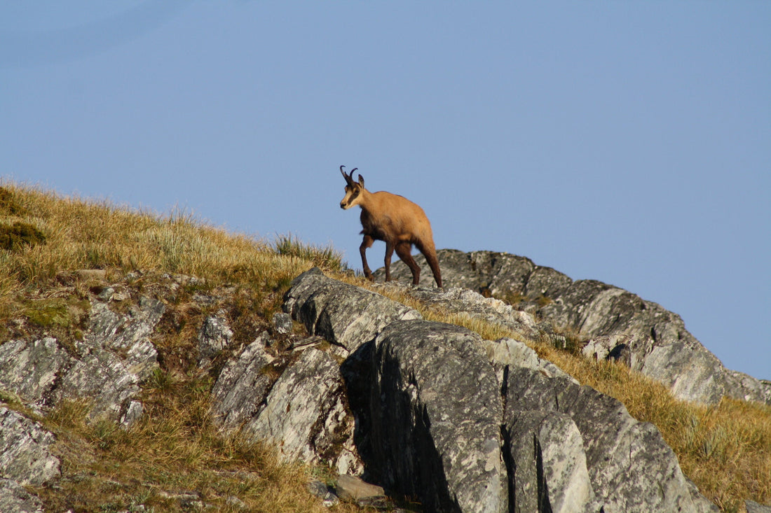 Chamois walking a ridge in new zealand