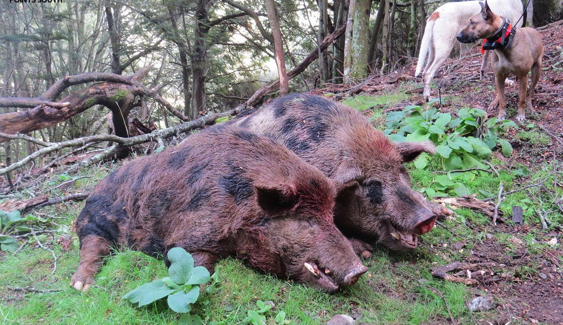 two massive wild pigs