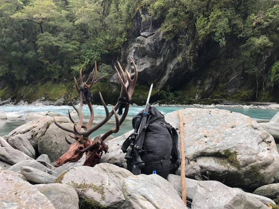 red stag hunting in new zealand