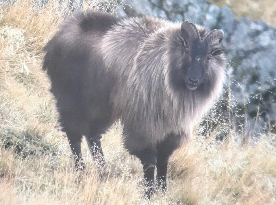 bull tahr