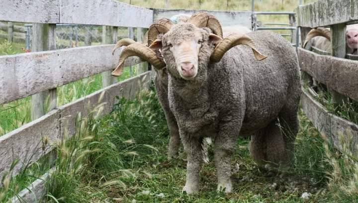 Merino First Lite