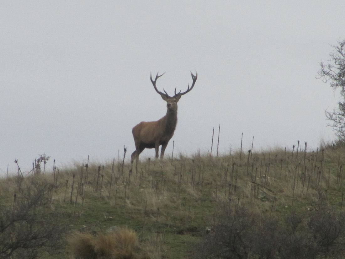 new zealand red stag on skyline