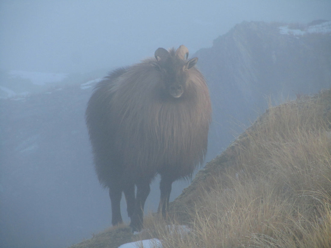 bull tahr standing on a new zealand ridge