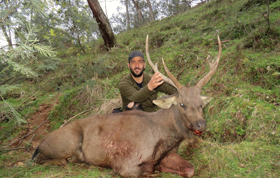 sambar stag