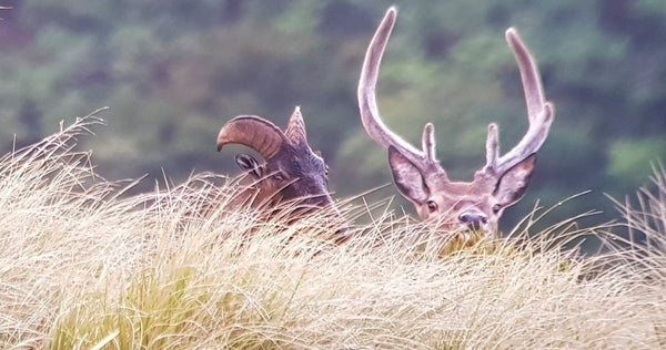 bull tahr and stag
