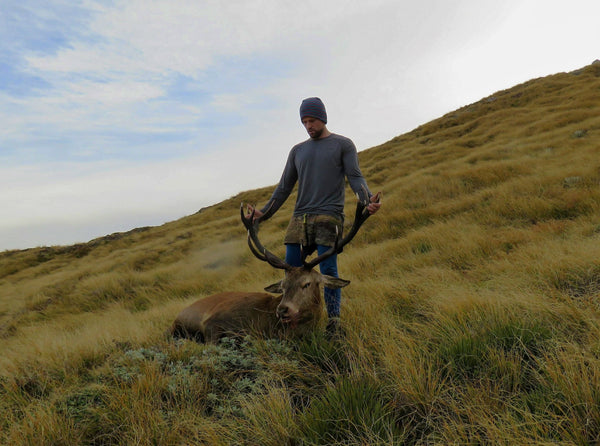wild red stag in the tussocks