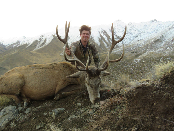 Wild red stag new zealand
