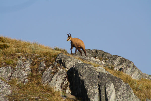 Chamois walking a ridge in new zealand