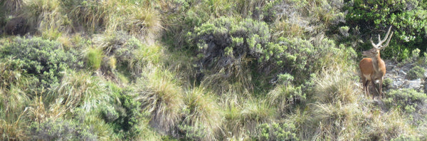 young stag