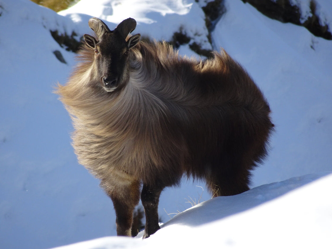 Bull tahr standing in the snow in new zealand