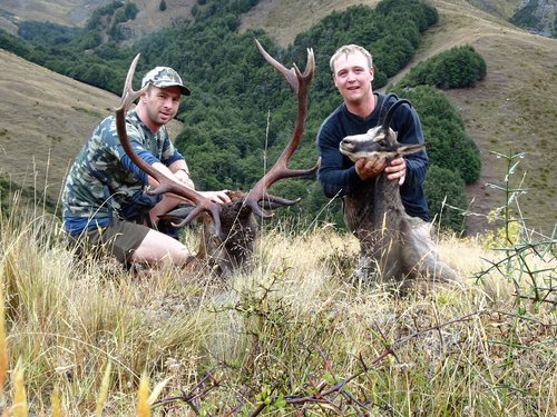 red stag and chamois buck