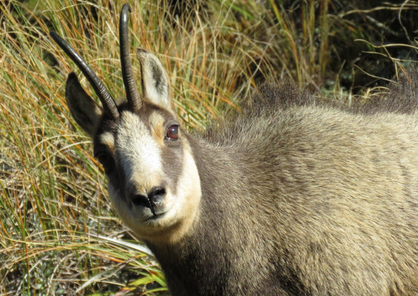 chamois