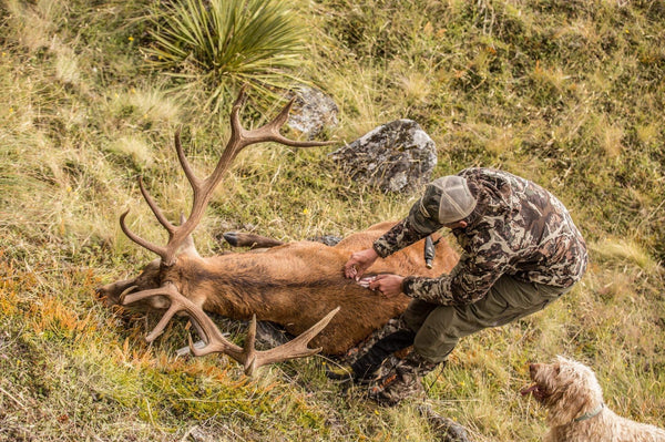 stag skinning for shoulder mount