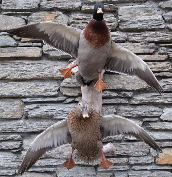 Bird Mounting - Field Care
