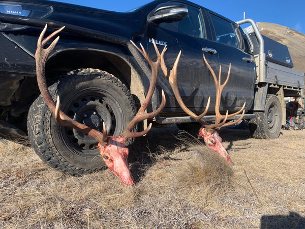 stags leaning on toyota hilux