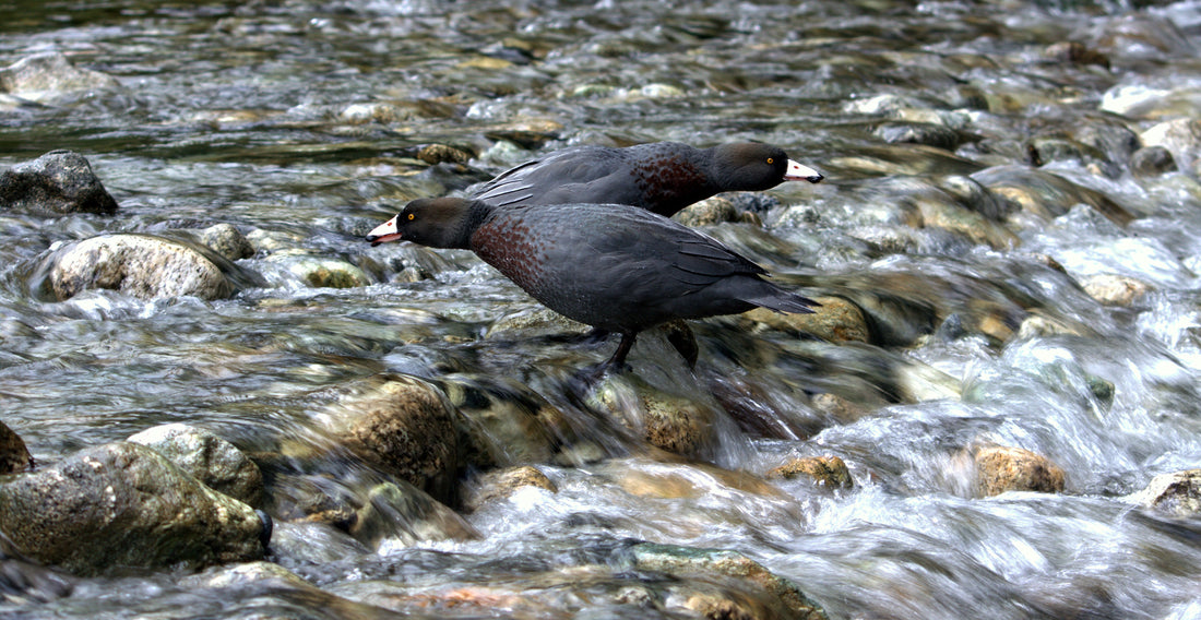 Whio blue ducks