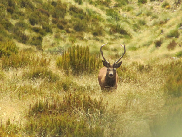 Roaring in the same stag one year later