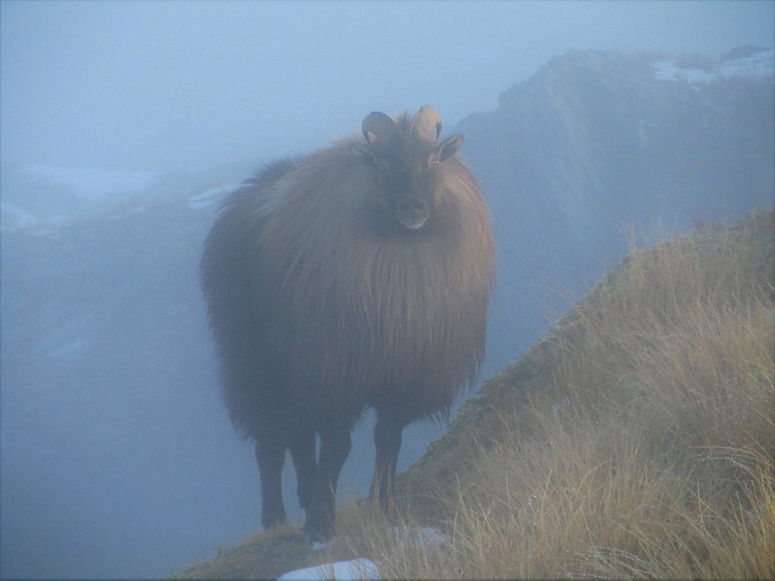 young bull tahr on the ridge