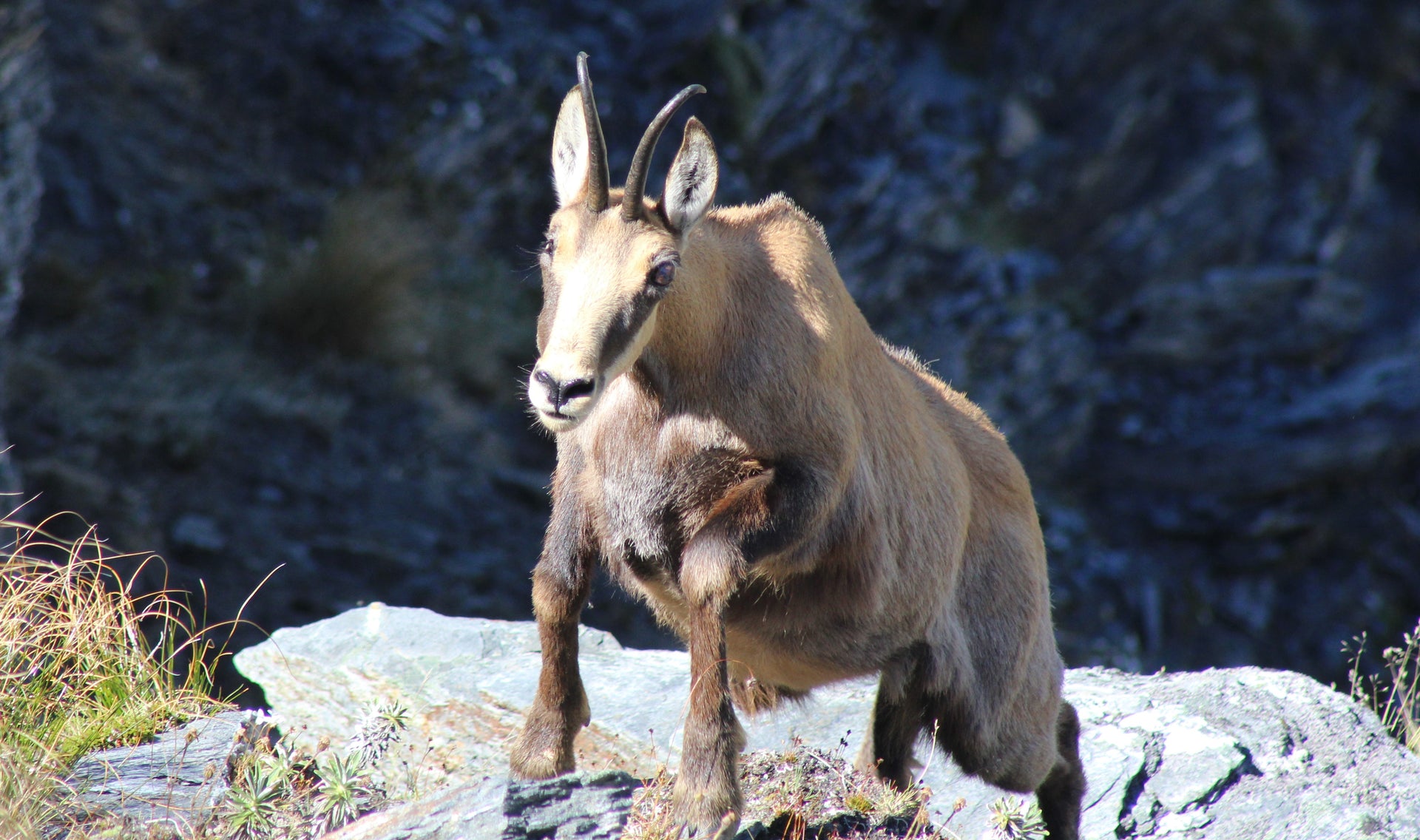 Facts about the Chamois