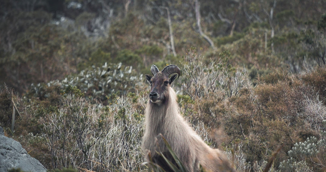 old bull tahr