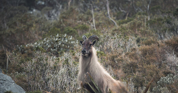 old bull tahr