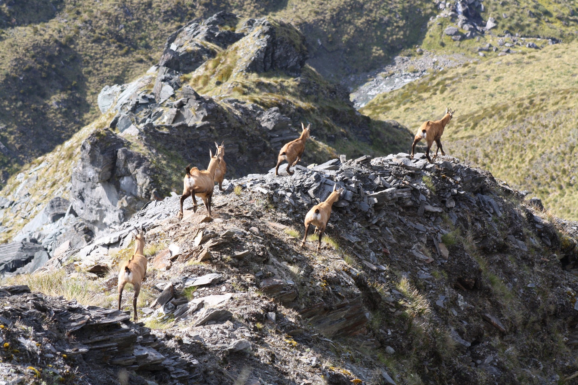 Climbing for Chamois