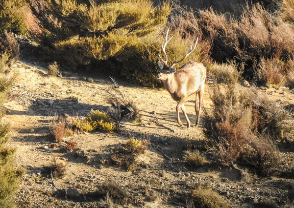 Sika Foundation Game Management - Why?