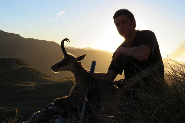 chamois buck at sunset