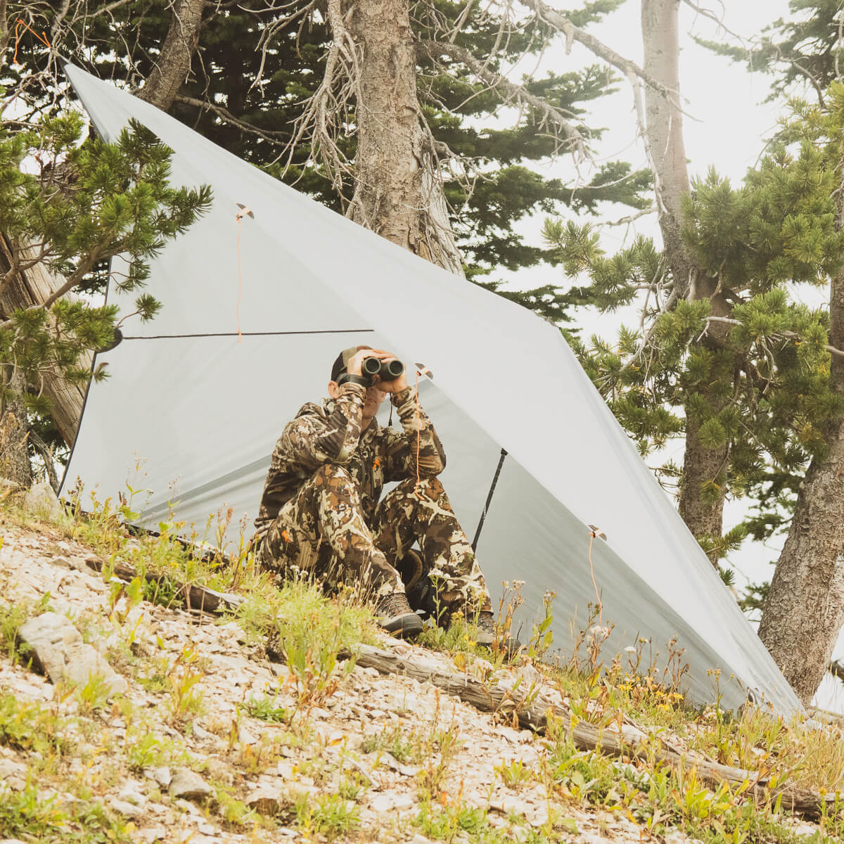 Argali Talus Tarp 8