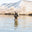 Phelps PD SINGLE PRO DUCK CALL