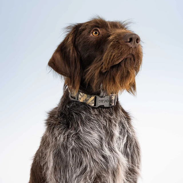 First Lite Dog Collar