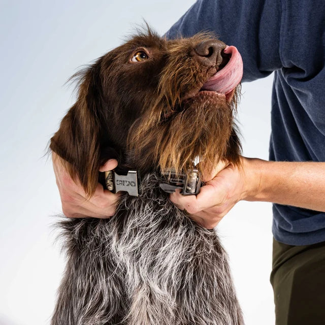 First Lite Dog Collar