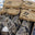 Twinneedle Stock Pack